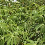 Mannacote Unveiled: Benefits and Uses You Need to Know