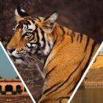 Golden Triangle Tour with Ranthambore Wildlife Safari