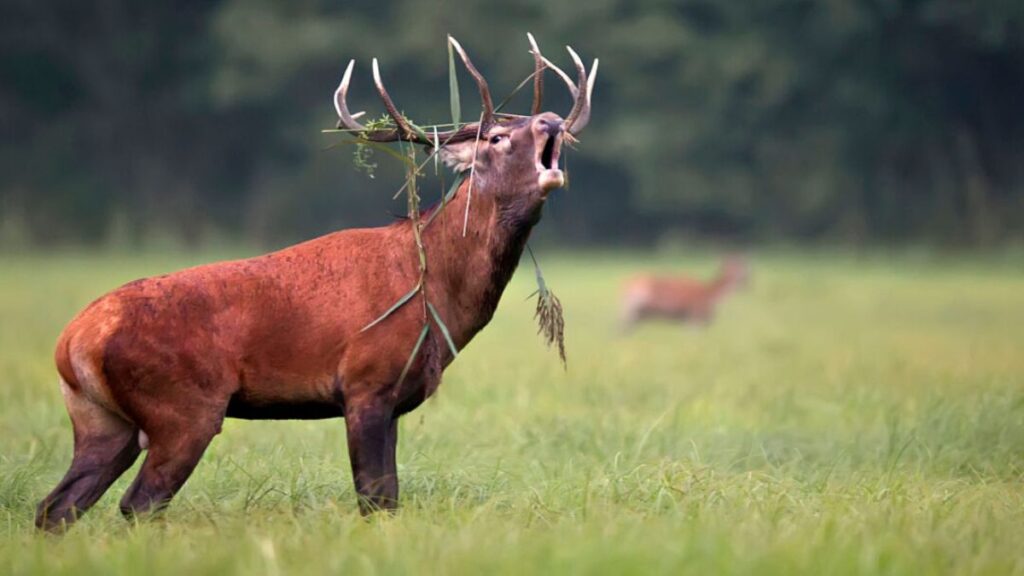 red stag