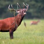 Hunting the Red Stag: Tips for an Unforgettable Experience